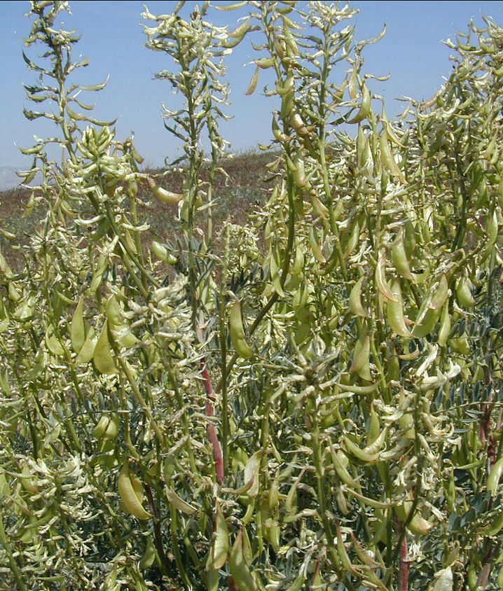 Image de Astragalus oxyphysus A. Gray