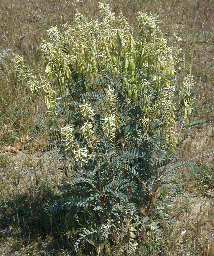 Image de Astragalus oxyphysus A. Gray