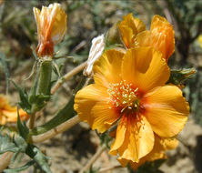 Image of San Joaquin blazingstar