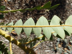 Image of Banksia baxteri R. Br.