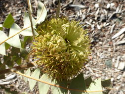 Image of Banksia baxteri R. Br.