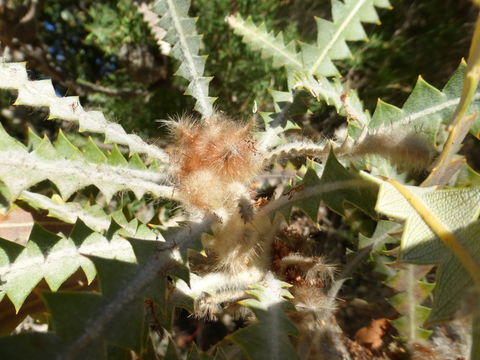 Image of Banksia victoriae Meissn.