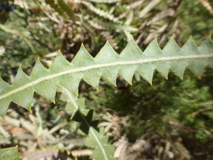 Image of Banksia victoriae Meissn.