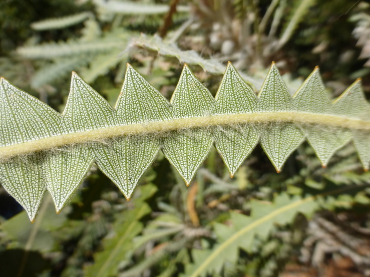 Image of Banksia victoriae Meissn.