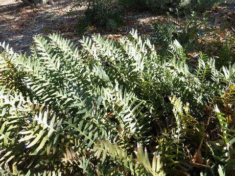 Image of Banksia blechnifolia F. Müll.