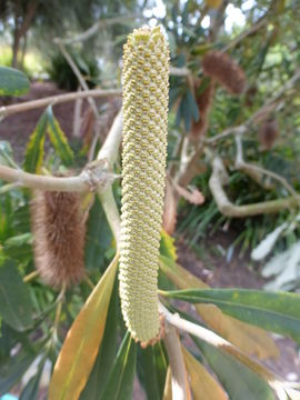 Image of Banksia paludosa R. Br.