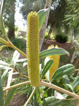 Image of Banksia paludosa R. Br.