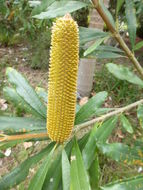 Image of Banksia paludosa R. Br.