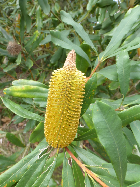 Image of Banksia paludosa R. Br.