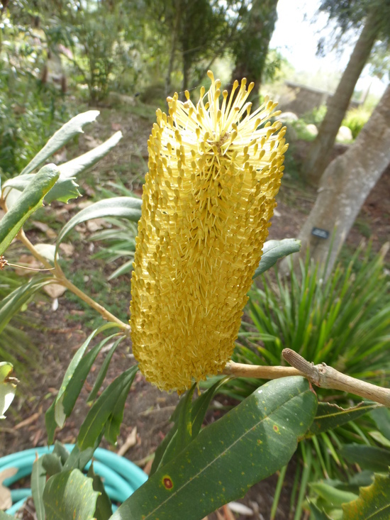 Image of Banksia paludosa R. Br.