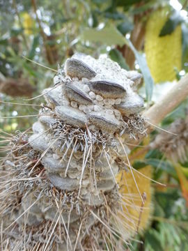 Image of Banksia paludosa R. Br.