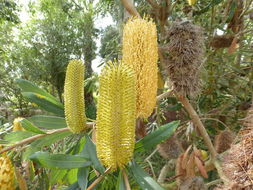 Image of Banksia paludosa R. Br.