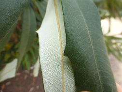 Image de Banksia paludosa R. Br.