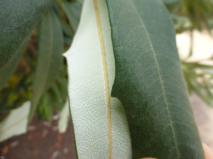 Image of Banksia paludosa R. Br.