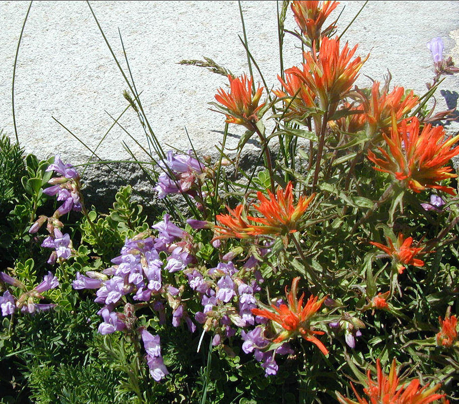 Image of wavyleaf Indian paintbrush