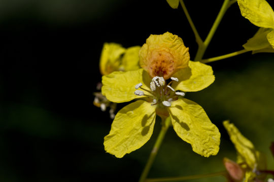 Image of Jerusalem thorn