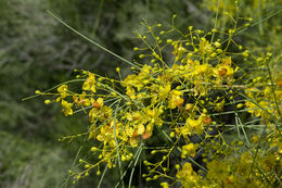 Image of Jerusalem thorn