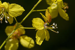 Image of Jerusalem thorn