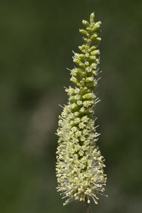 Imagem de Prosopis velutina Wooton