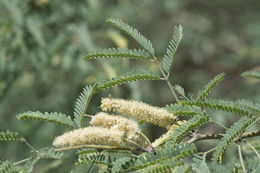 Sivun Prosopis velutina Wooton kuva