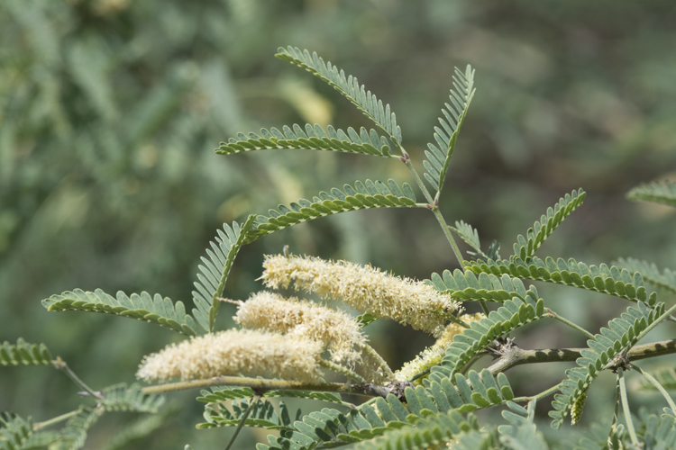 Imagem de Prosopis velutina Wooton