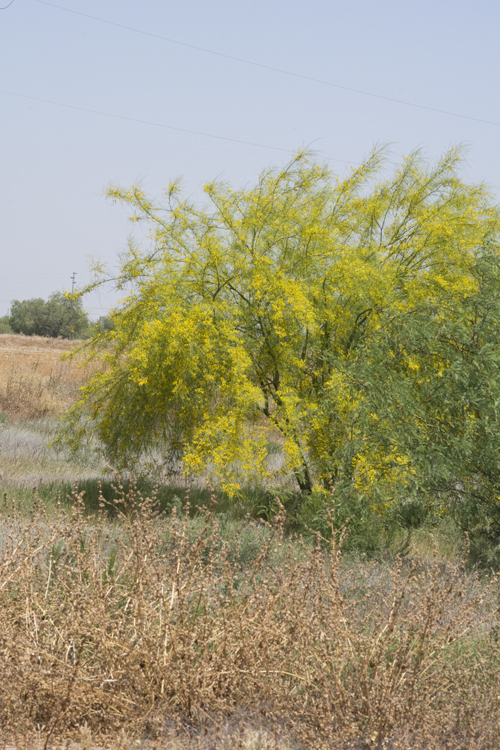 Image of Jerusalem thorn