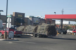 Image of ocotillo