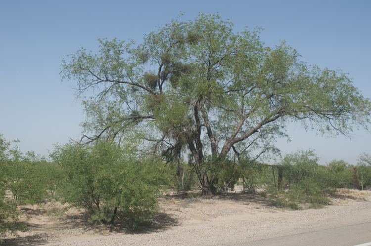 Imagem de Prosopis velutina Wooton