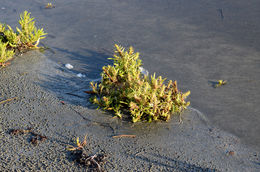 Imagem de Rumex persicarioides L.