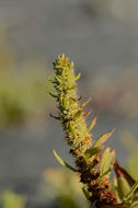 Imagem de Rumex persicarioides L.