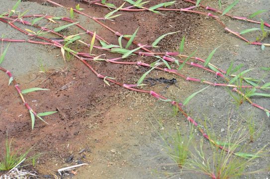 Image of Buffalo Quick Paspalum