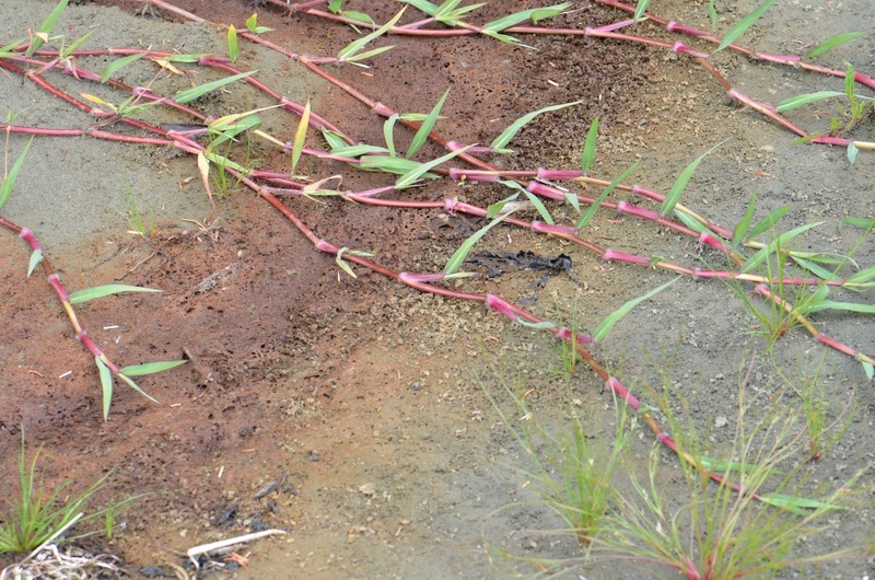 Image de Paspalum distichum L.