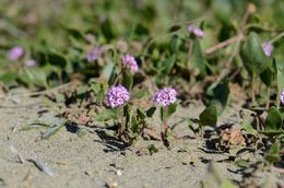 Image of pink sand verbena