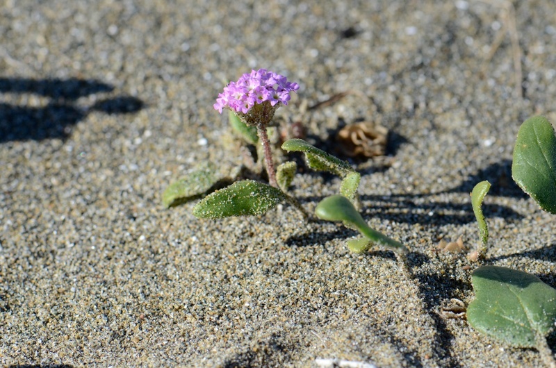 Image of pink sand verbena