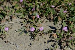 Image of pink sand verbena