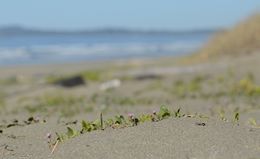 Image of pink sand verbena