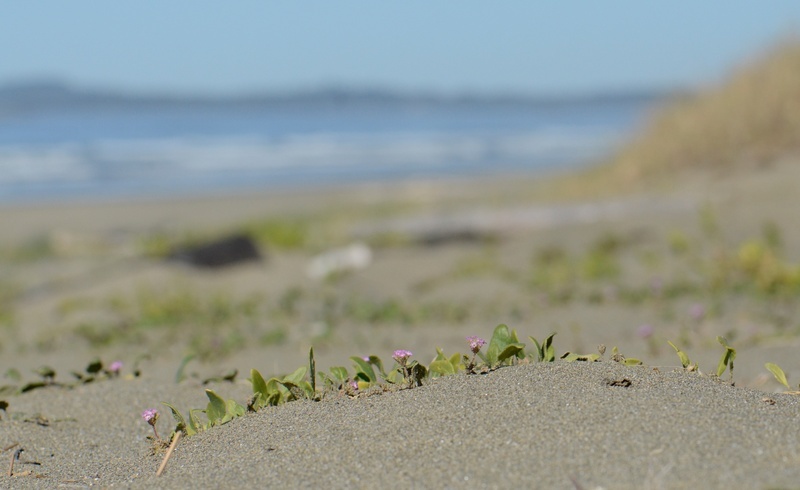 Image of pink sand verbena