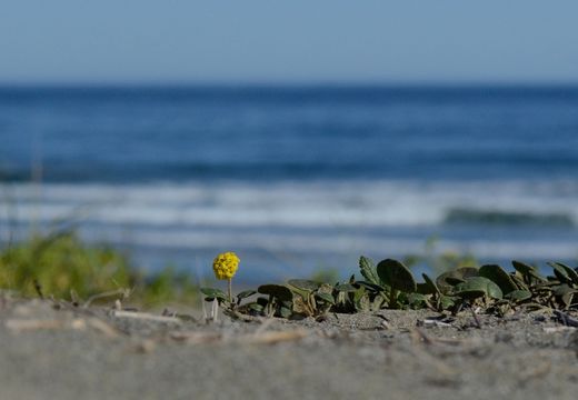 Imagem de Abronia latifolia Eschsch.