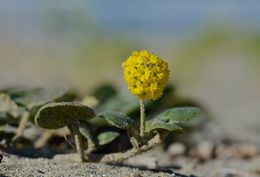 Image of coastal sand verbena