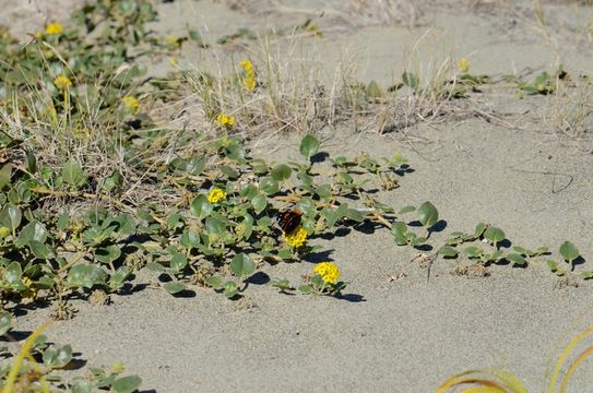 Imagem de Abronia latifolia Eschsch.