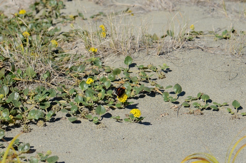 Image of coastal sand verbena