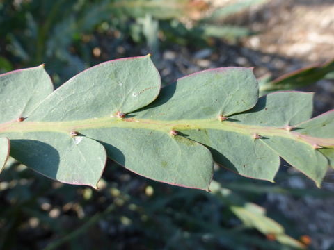 Image of Acacia glaucoptera Benth.