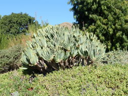 Image of Kumara plicatilis (L.) G. D. Rowley