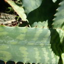 Aloe grandidentata Salm-Dyck resmi
