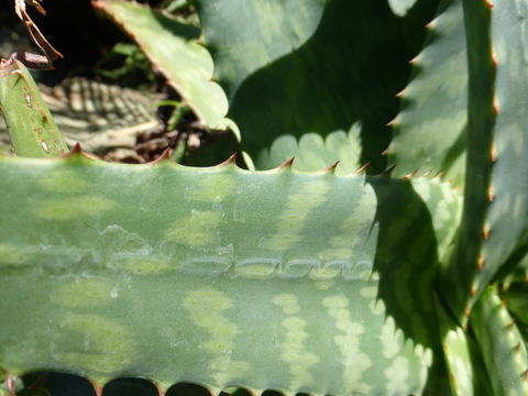 Image of 'Kanniedood' aloe