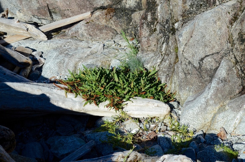 Image of Pacific Willow Dock