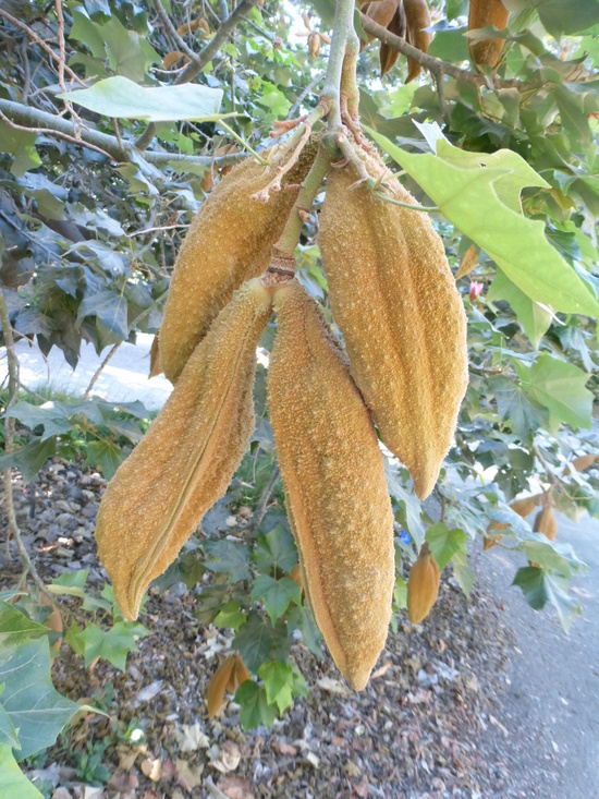 Image of Brachychiton discolor F. Müll.