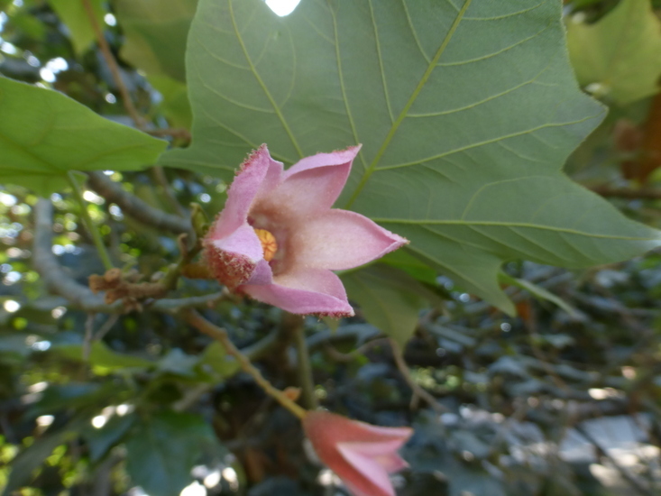 Image of Brachychiton discolor F. Müll.