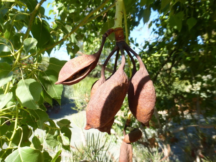 Imagem de Brachychiton populneus (Schott & Endl.) R. Br.