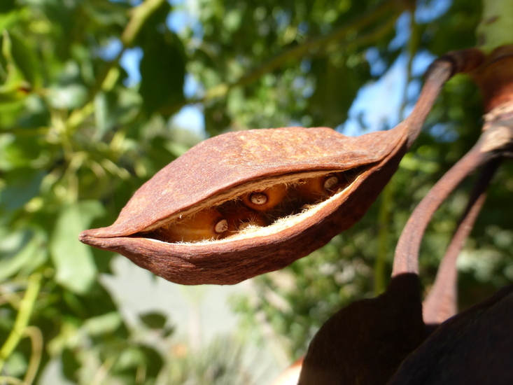 Imagem de Brachychiton populneus (Schott & Endl.) R. Br.